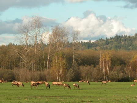 Elk on Meadowbrook Farm